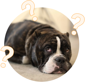 A confused dog!